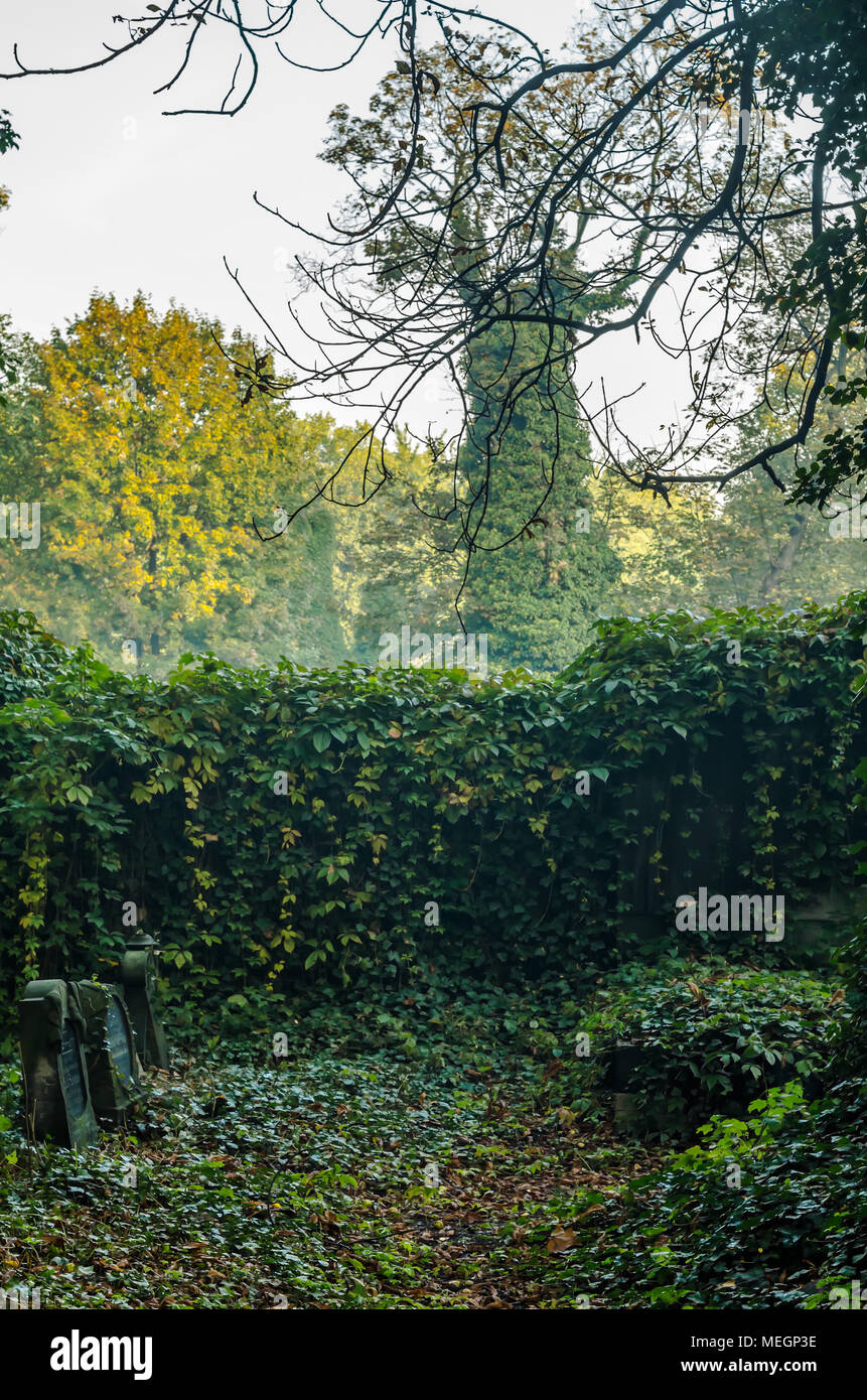 Old Jewish Cemetery garden park side alley with gravestones and ivy covered fence and ground in Zabrze, Silesian Upland, Poland. Stock Photo