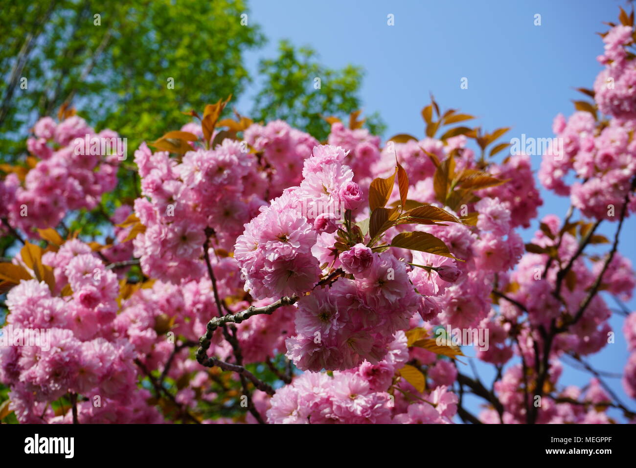 Almond blossoms in springtime, bright pink in full bloom Stock Photo