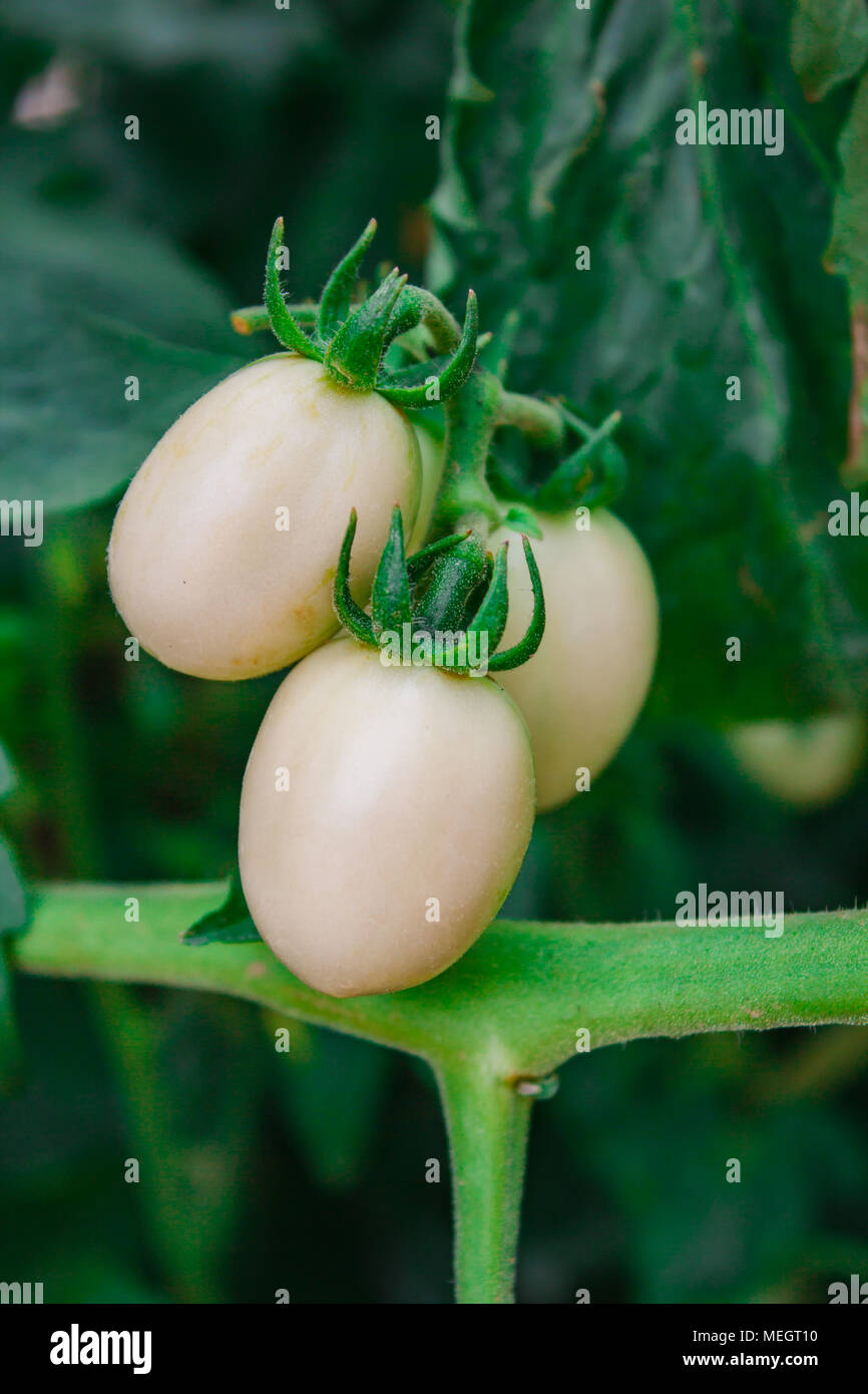 green unripe tomatoes hanging on a bunch. Stock Photo