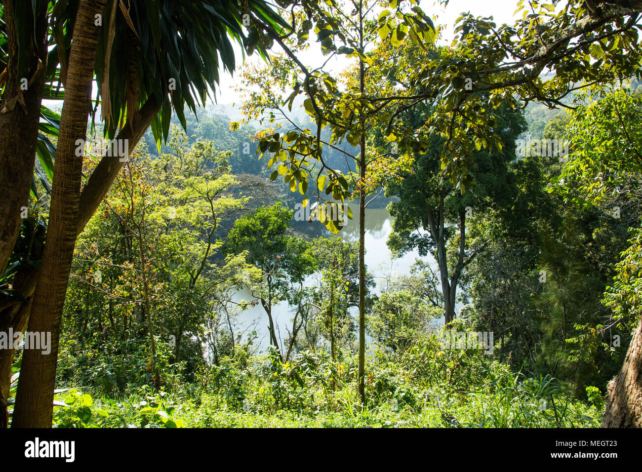 rain forest, Uganda Stock Photo