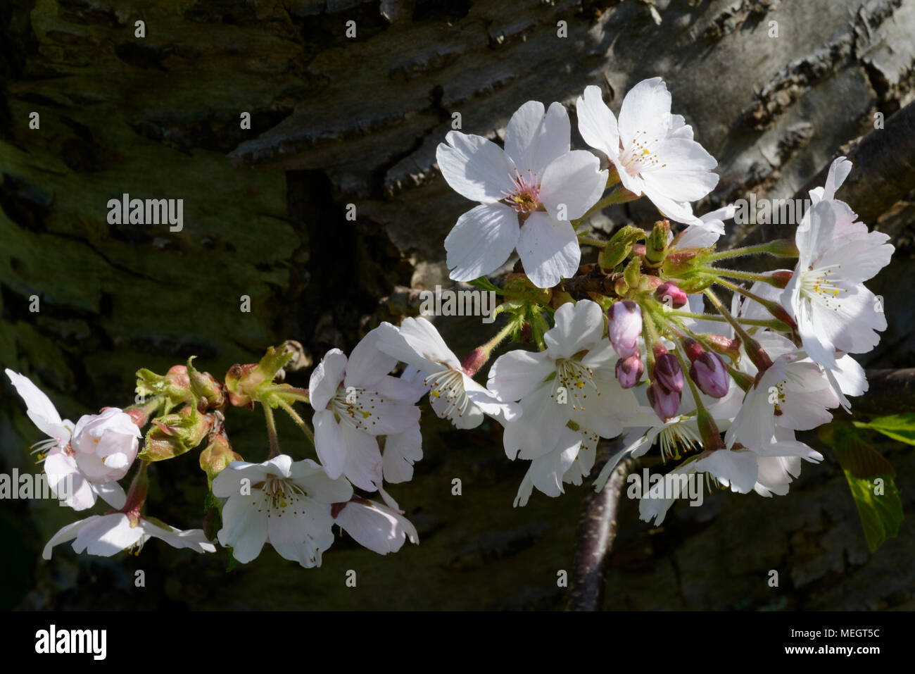 Yoshino cherry prunus x yedoenis hi-res stock photography and images ...