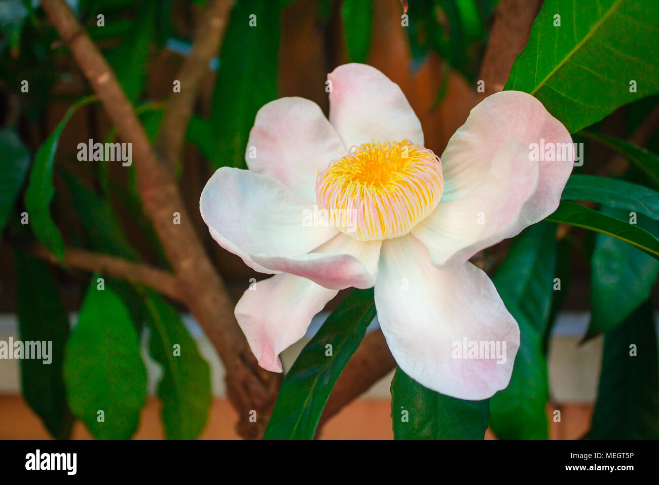 Gustavia gracillima, White gustavia, White lotus flower. Stock Photo