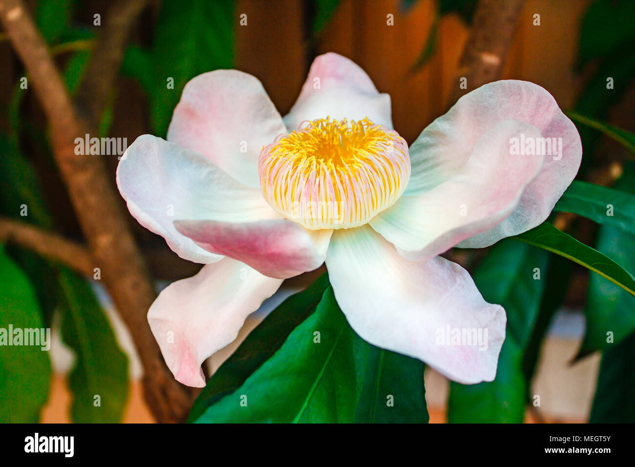 Gustavia gracillima, White gustavia, White lotus flower. Stock Photo
