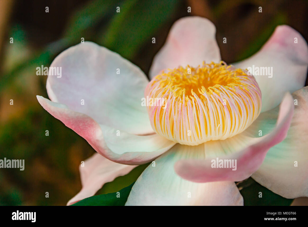 Gustavia gracillima, White gustavia, White lotus flower. Stock Photo