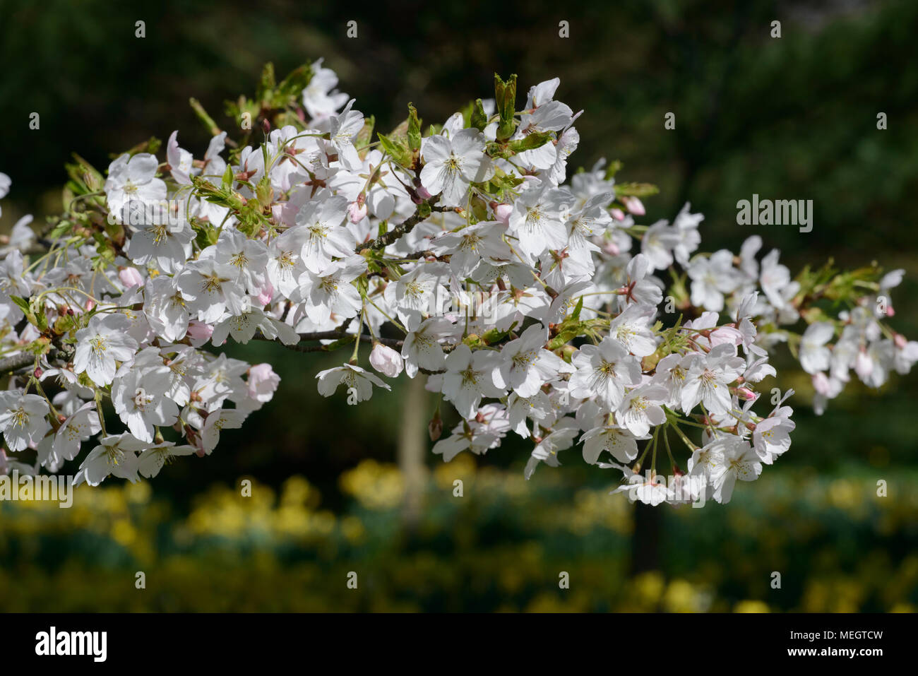 Yoshino cherry Japanese flowering cherry(Prunus x yedoensis), flowers ...