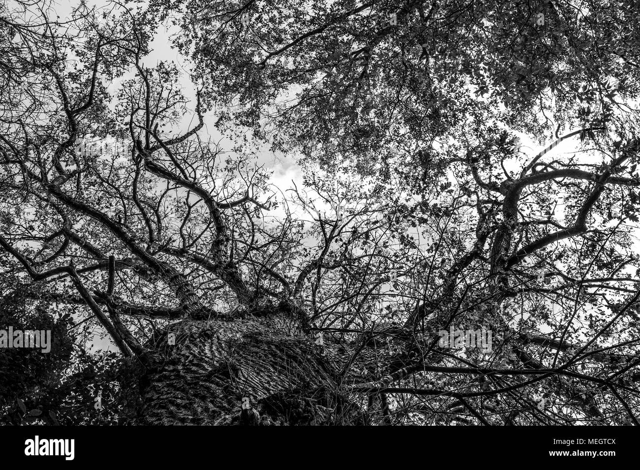 Branches of trees and leaves, photographed from below Stock Photo Alamy