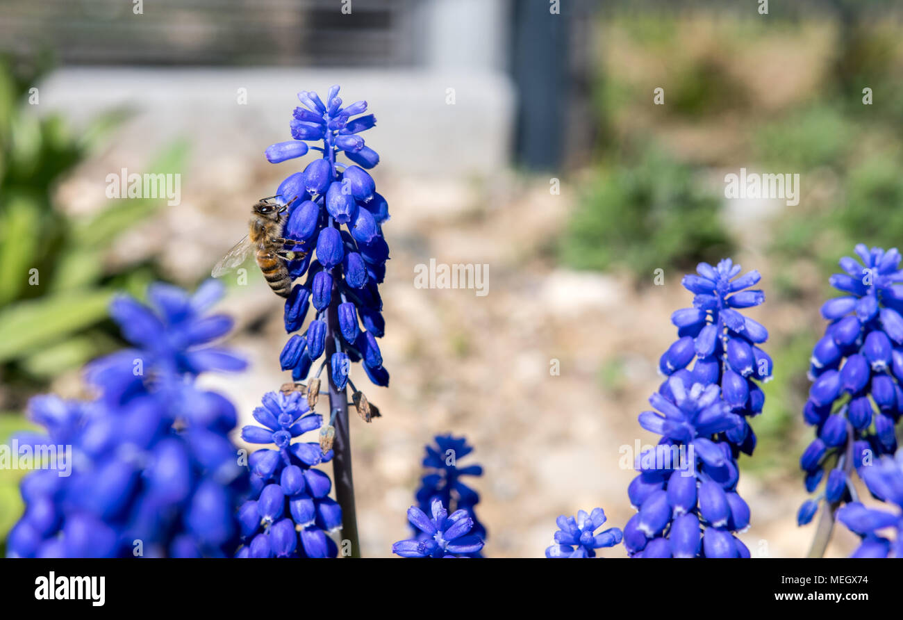 Switzerland Basel, Common grape hyacinth (Muscari botryoides) in full bloom with a honey bee working for honey Stock Photo