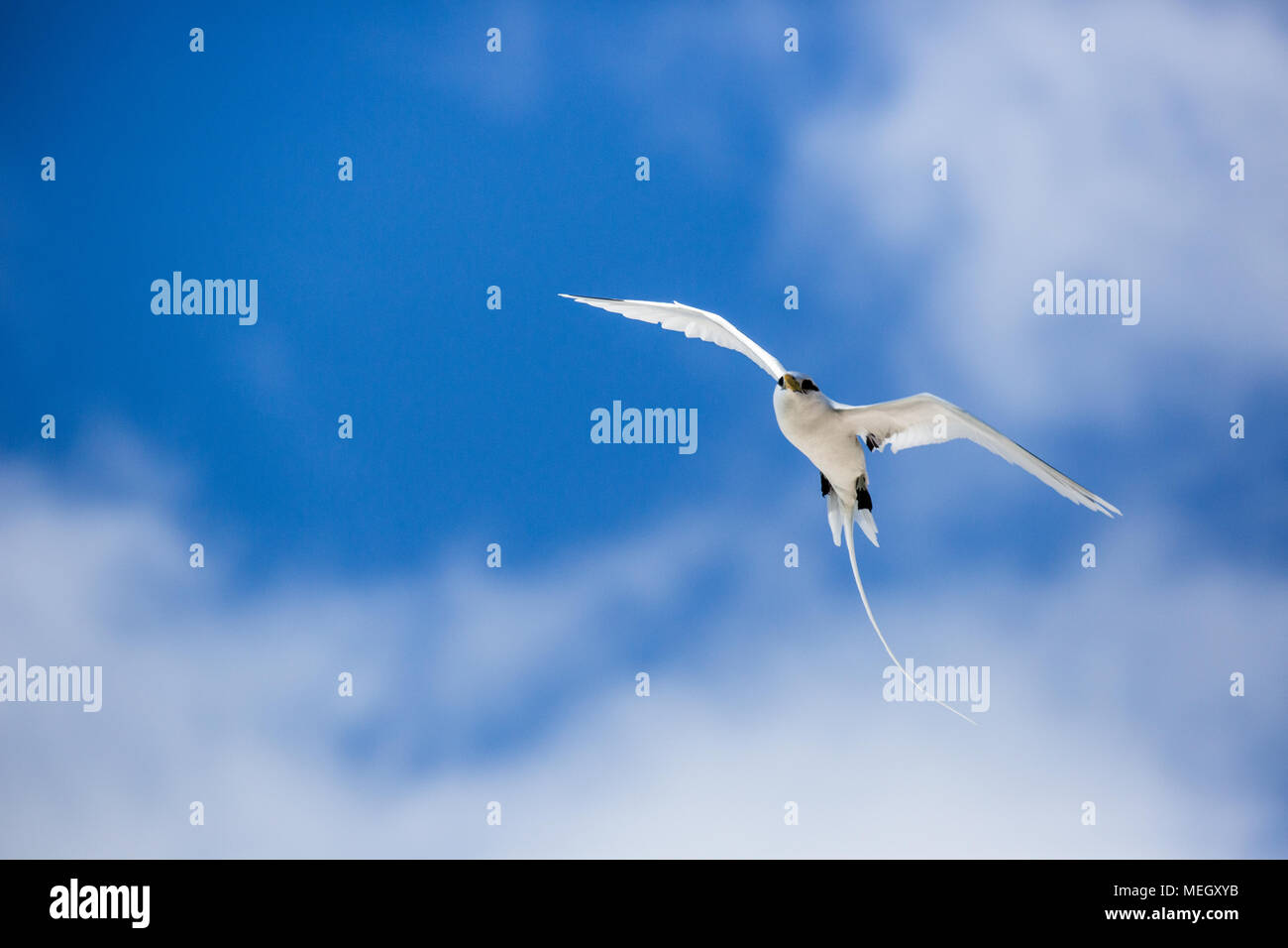Seychelles- white-tailed tropical bird  in blue sky Stock Photo