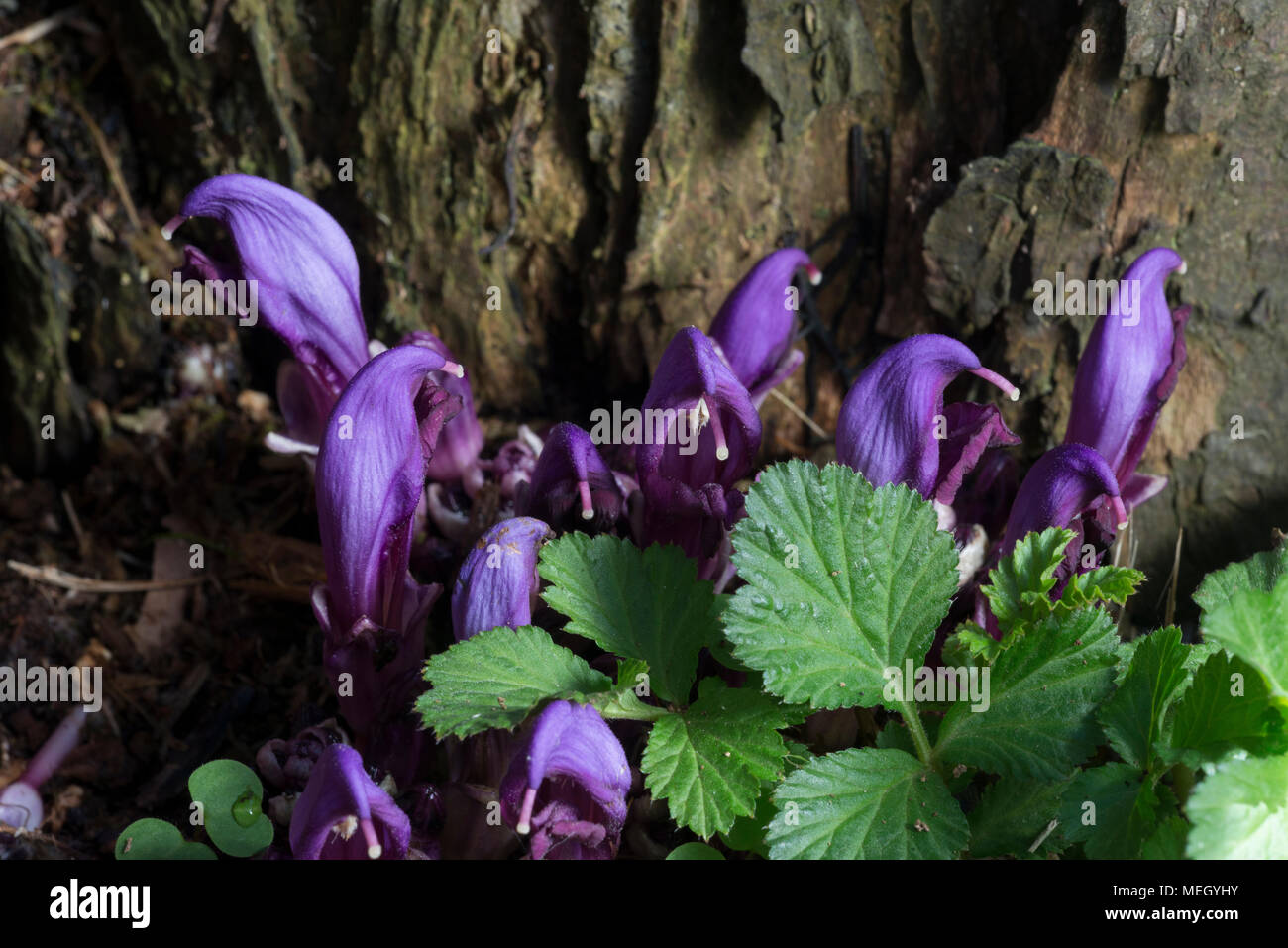 Purple Toothwort (Lathraea clandestina), flowers Stock Photo