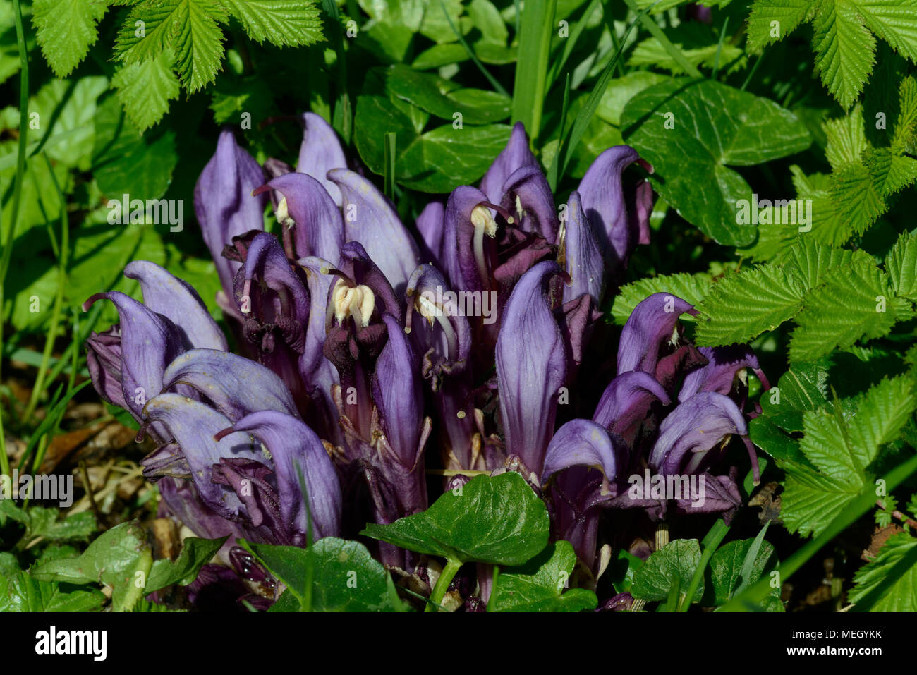 Purple Toothwort (Lathraea clandestina), flowers Stock Photo