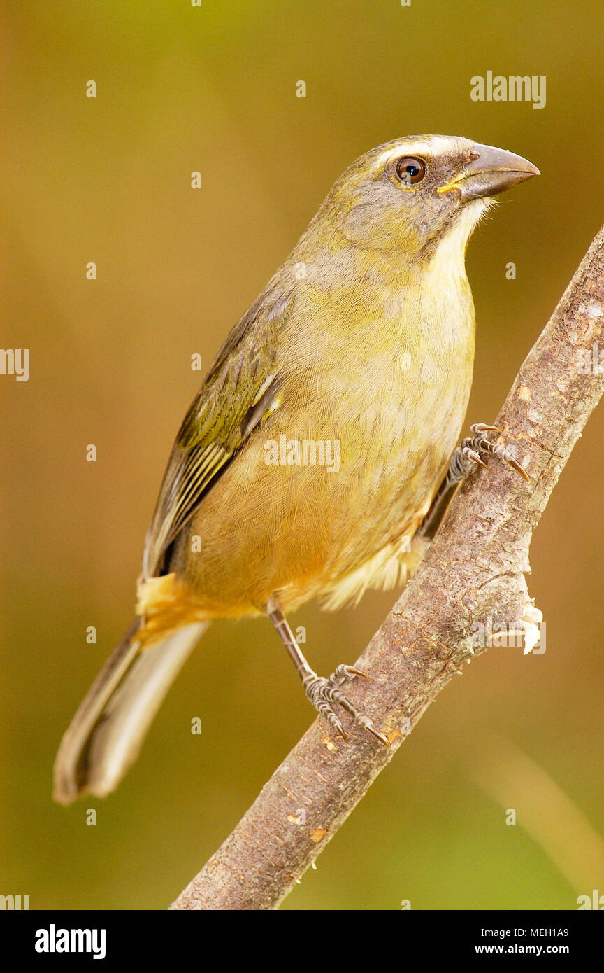 Green winged saltators hi-res stock photography and images - Alamy