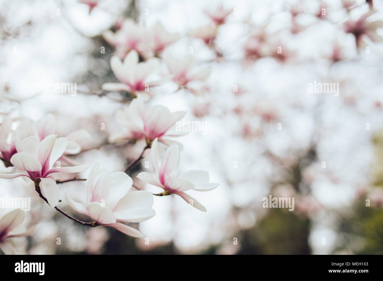 Magnolia pink blossom tree flowers, branch, outdoor Stock Photo - Alamy