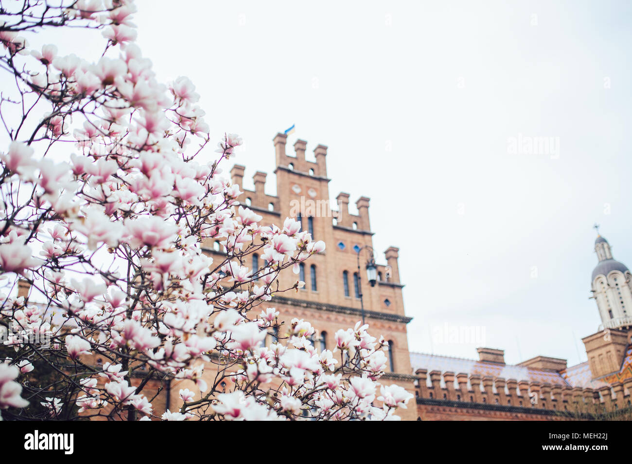 Magnolia pink blossom tree flowers, branch, outdoor Stock Photo - Alamy