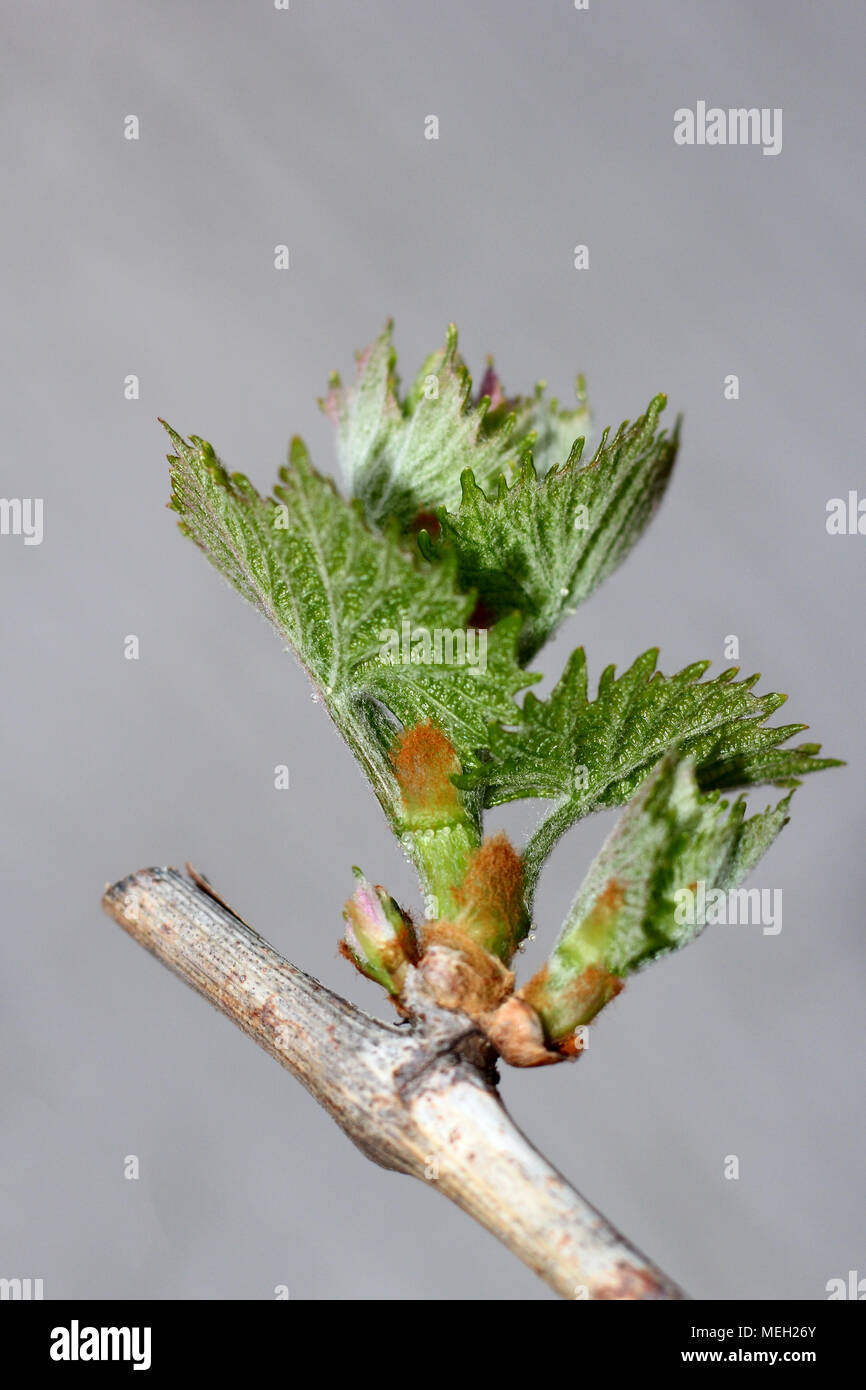 grapes kidney. photo Stock Photo Alamy