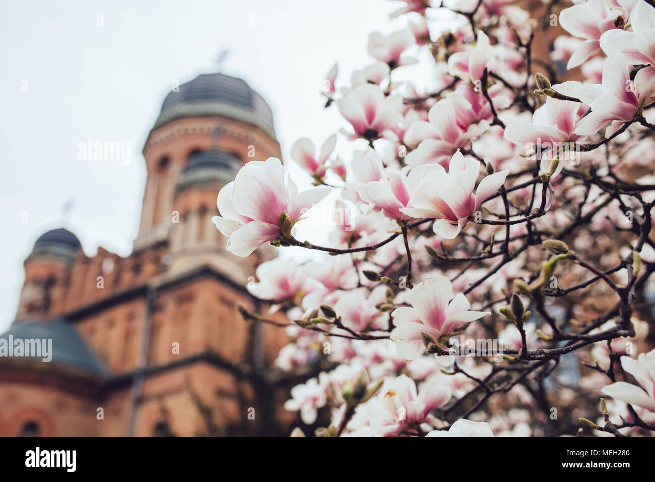Magnolia pink blossom tree flowers, branch, outdoor Stock Photo - Alamy