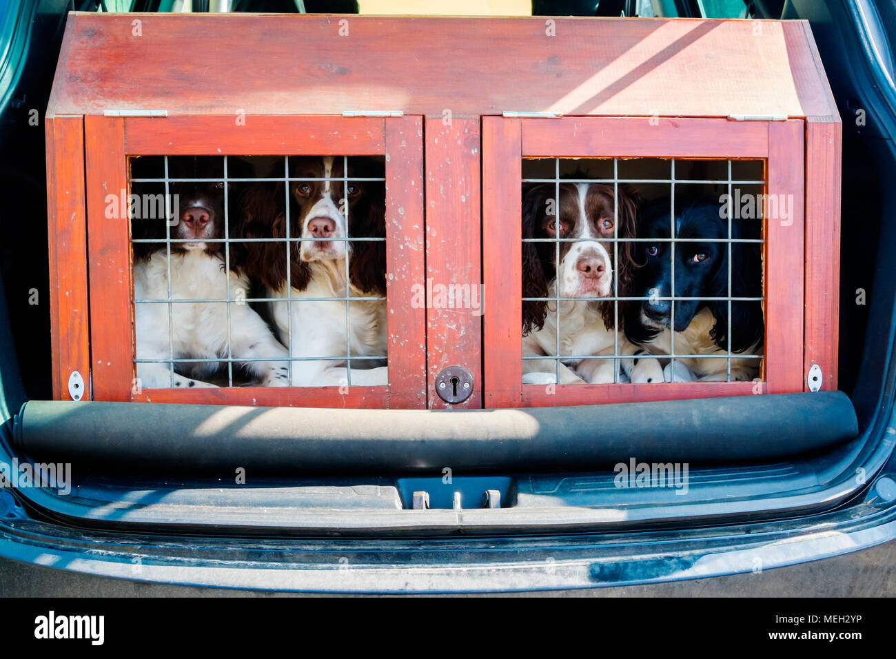 Cocker spanial dogs in a cage for transoortation in back of an SUV car