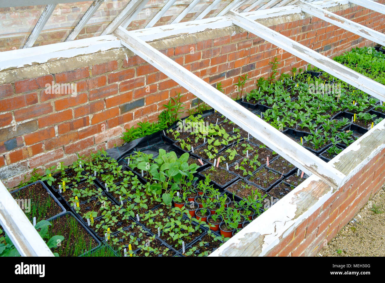 A Victorian Cold Frame with young bedding plants with the glass covers opened in a hot April day in Helmsley Walled Garden Stock Photo