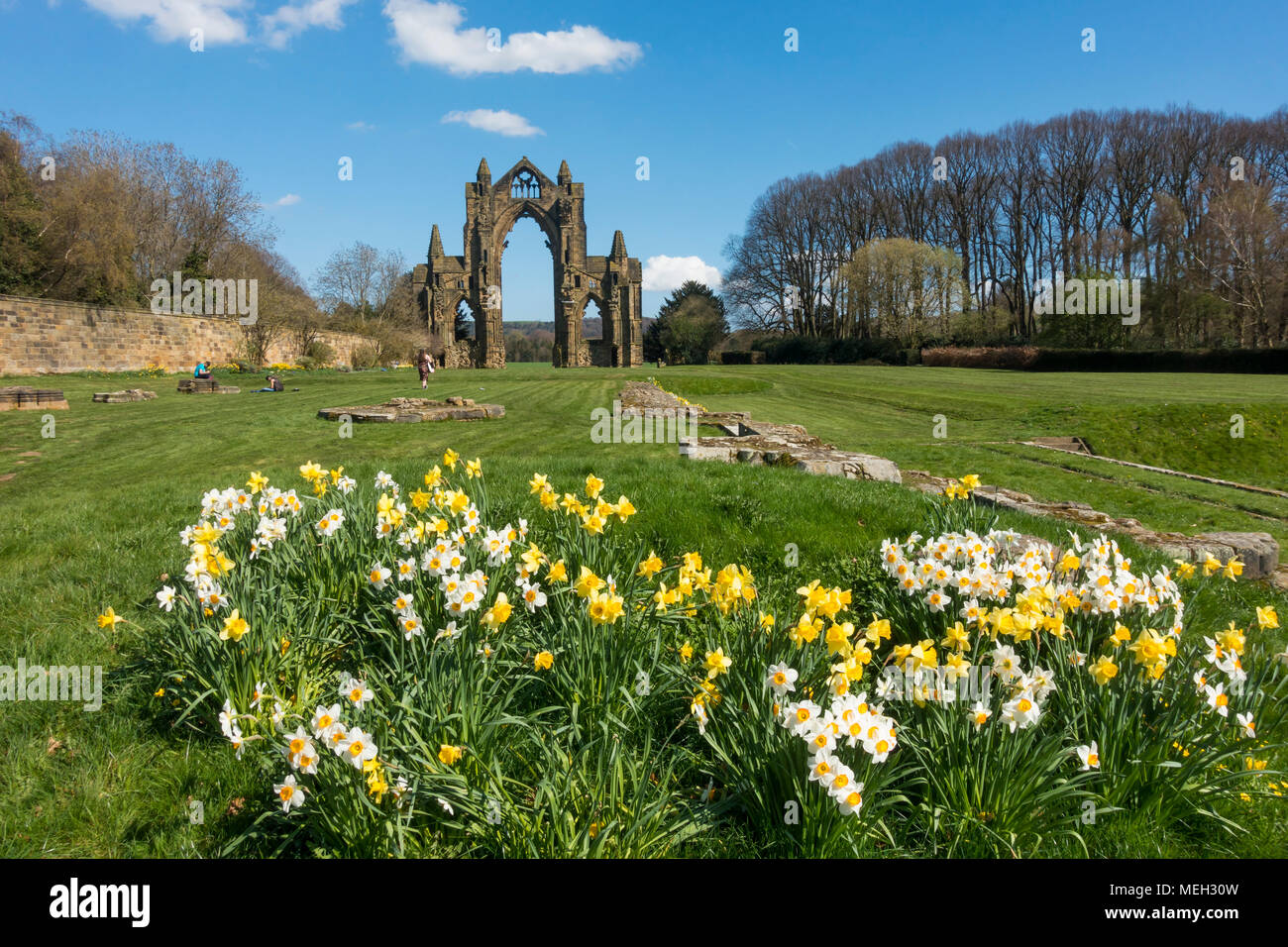 The ruins of the east end of a 14th century  Augustinian priory founded by the Bruce family, afterwards Kings of Scotland with daffodils in spring Stock Photo