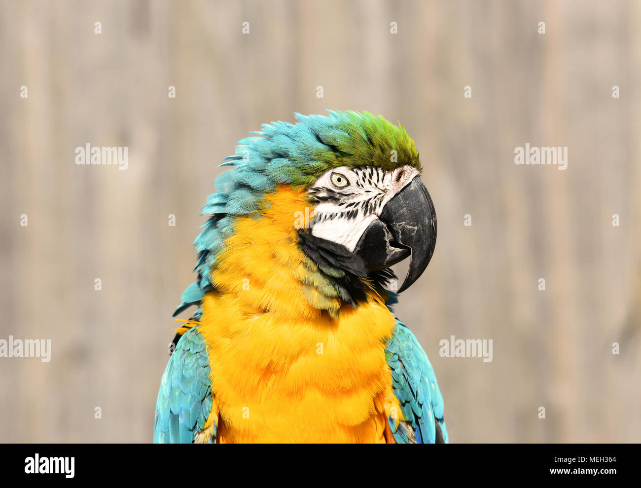 Turquoise and gold macaw parrot Stock Photo