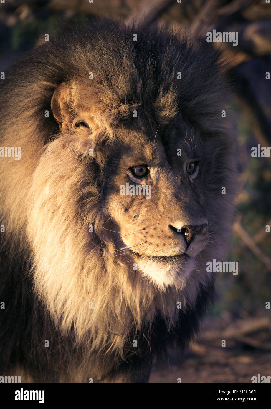 Male lion headshot hi-res stock photography and images - Alamy