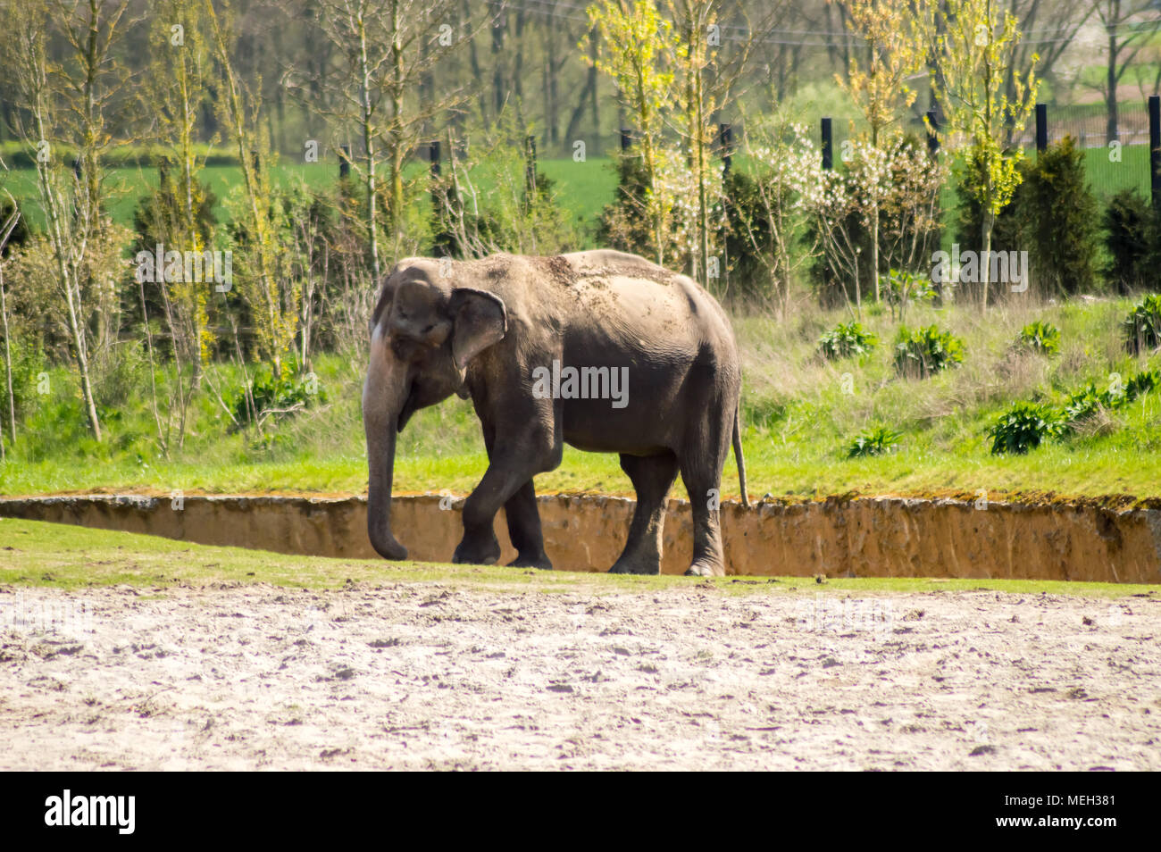 Asian elephant on a hill in front of trees in an annimal park in Belgium Stock Photo