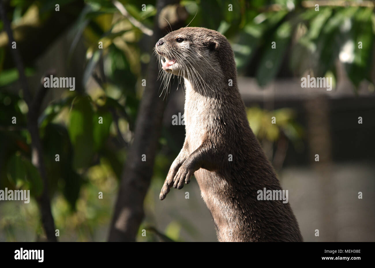 Otter Stock Photo