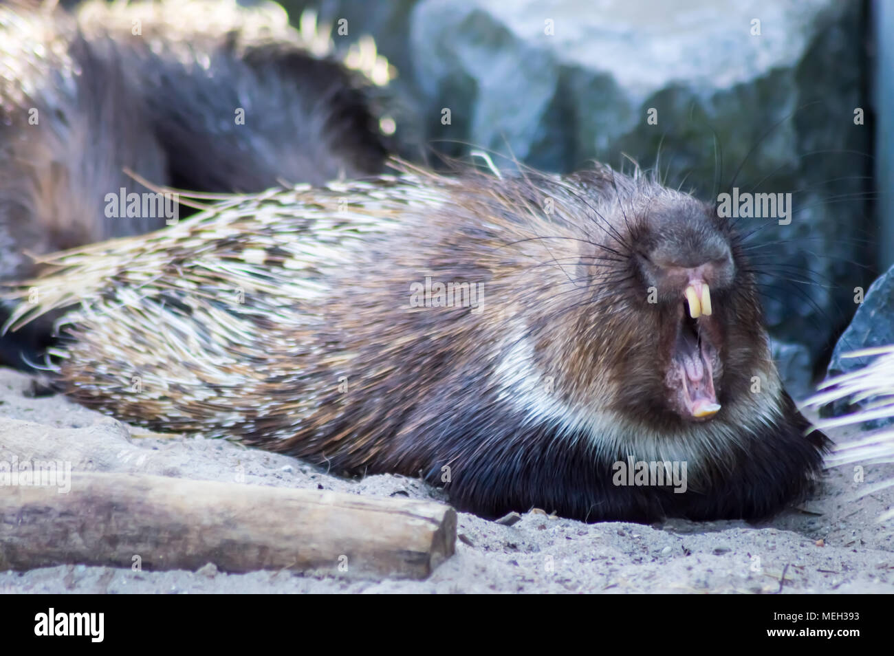 Porcupine bedtime bawling mouth wide open in an animal park in northwestern Belgium Stock Photo