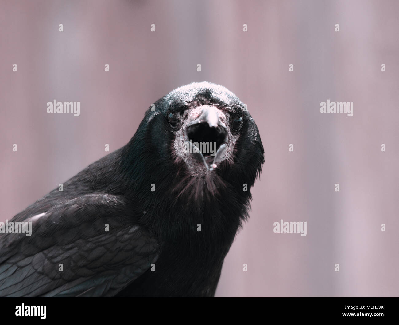 Rook Crow Raven Stock Photo
