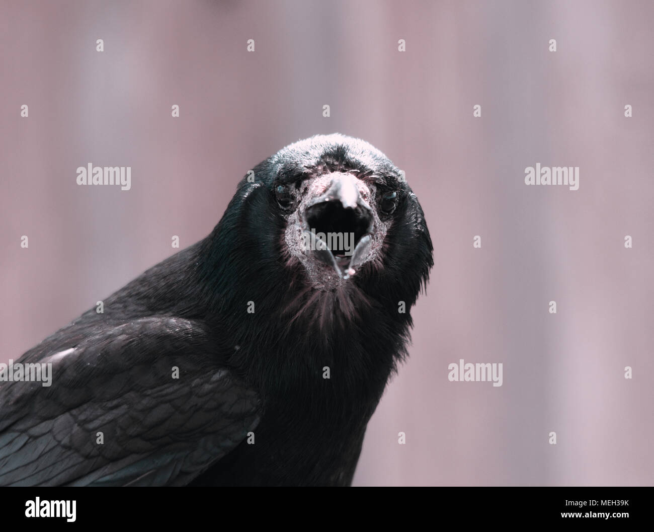 Rook Crow Raven Stock Photo - Alamy