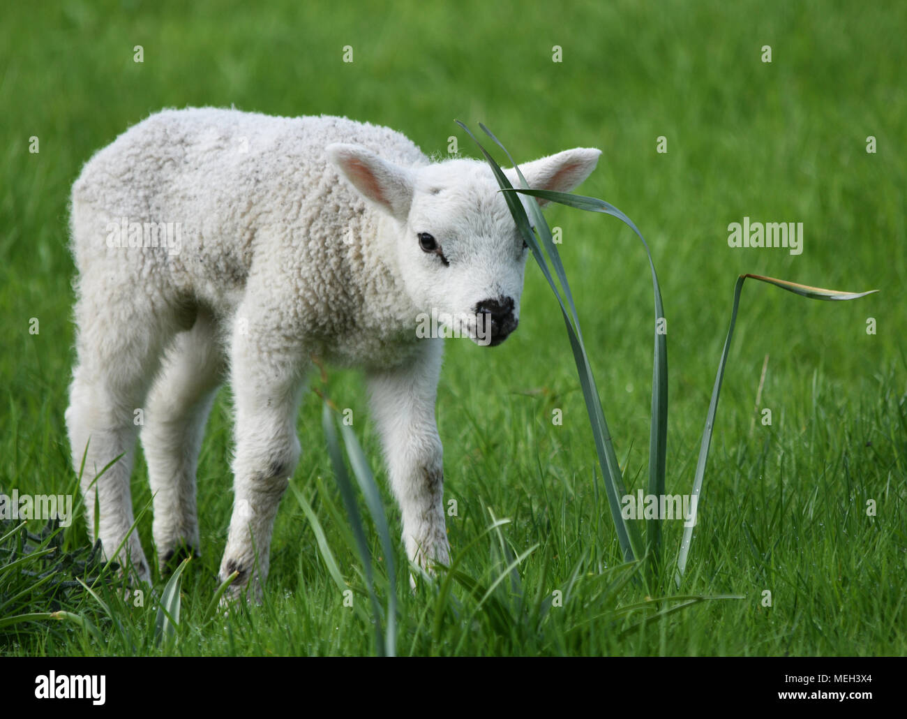 Spring Lamb Stock Photo