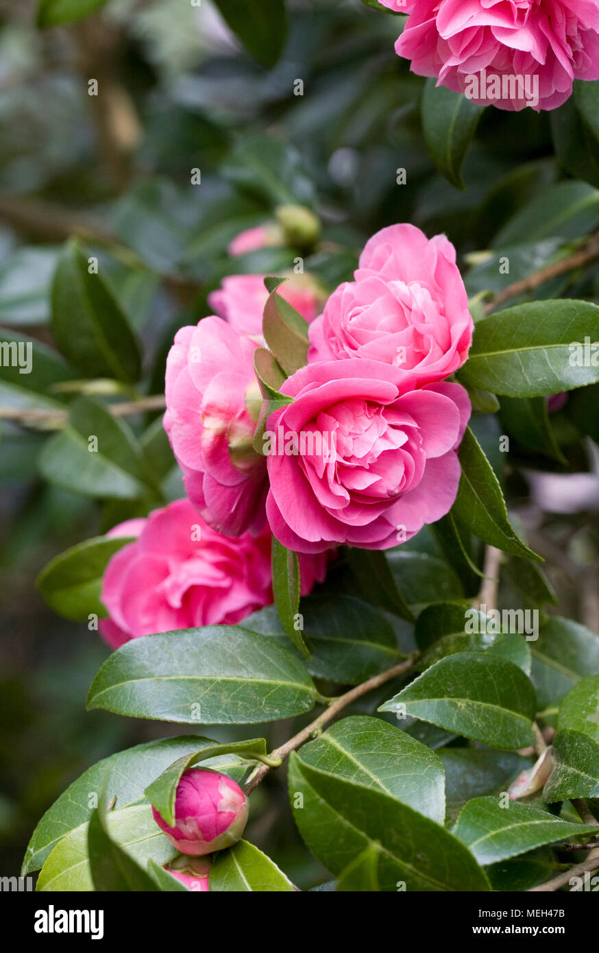 Camellia x williamsii 'Debbie' flowers in Spring. Stock Photo