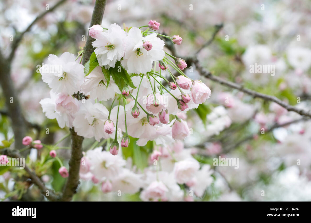 Prunus blossom. Japanese cherry tree in Spring. Stock Photo