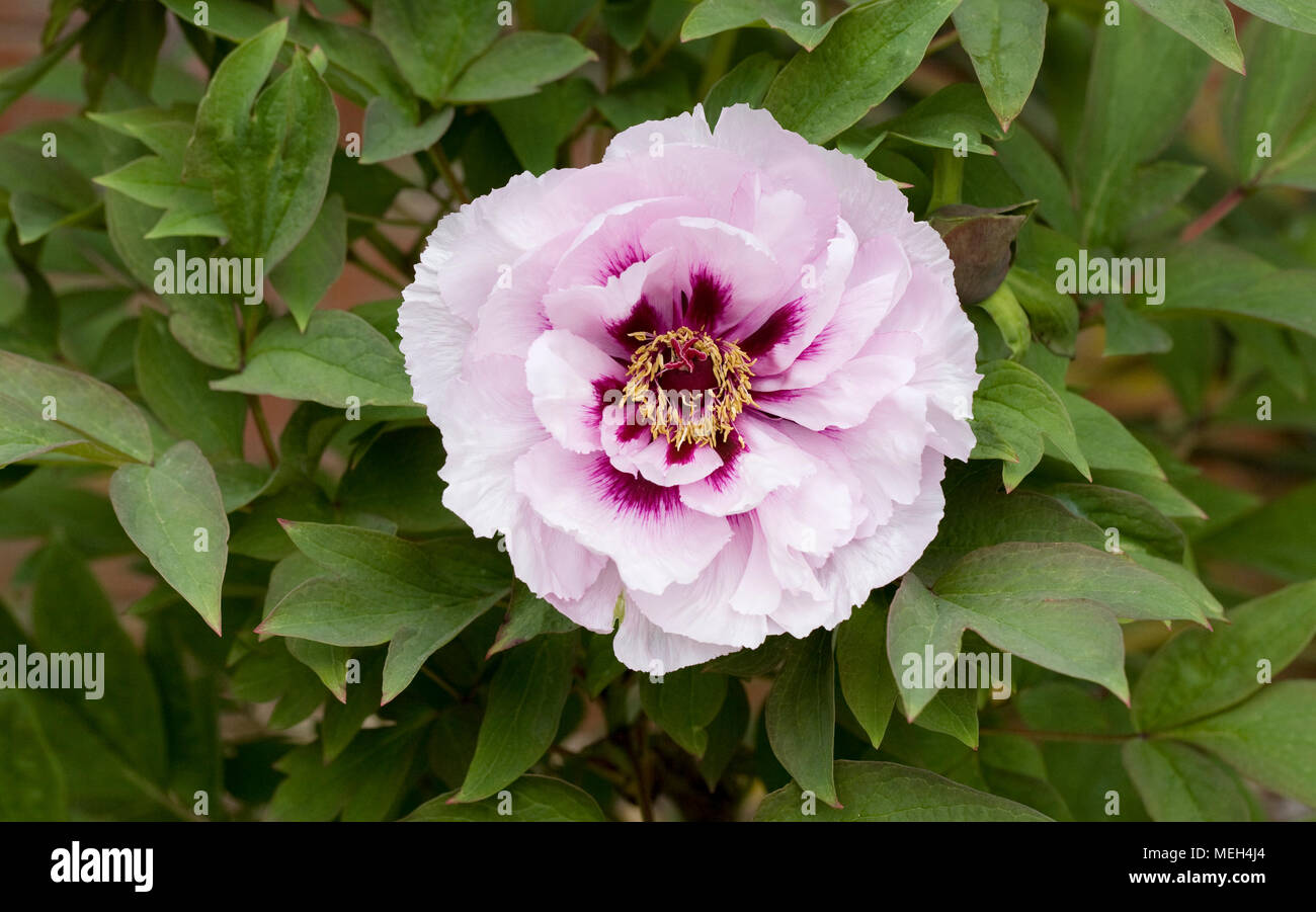 Paeonia rockii flower. Tree peony. Stock Photo