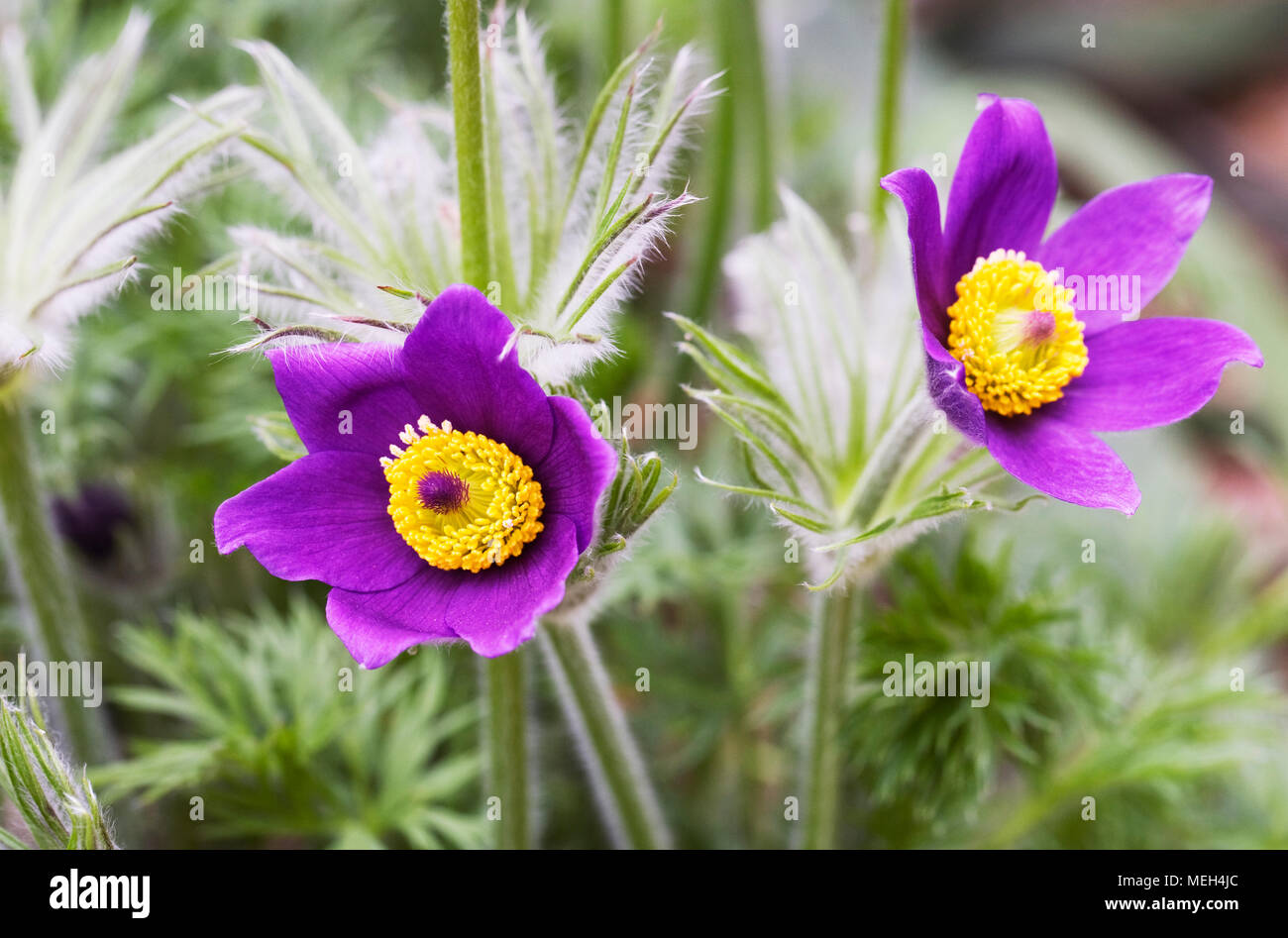Pulsatilla vulgaris violet-blue flowered. Pasque flowers in the rock garden. Stock Photo