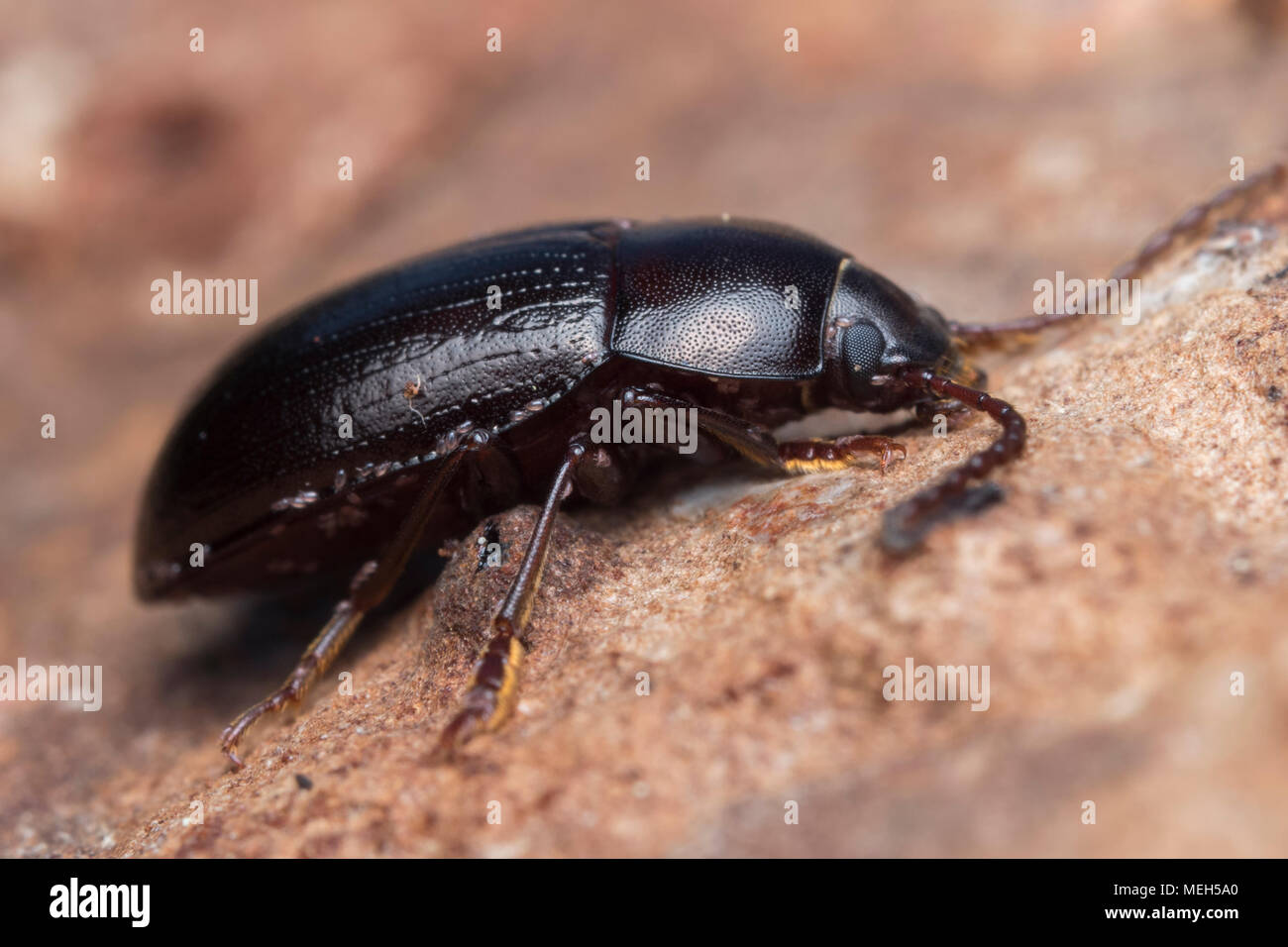 Darkling Beetle in the family Tenebrionidae at rest on a stone. Tipperary, Ireland Stock Photo