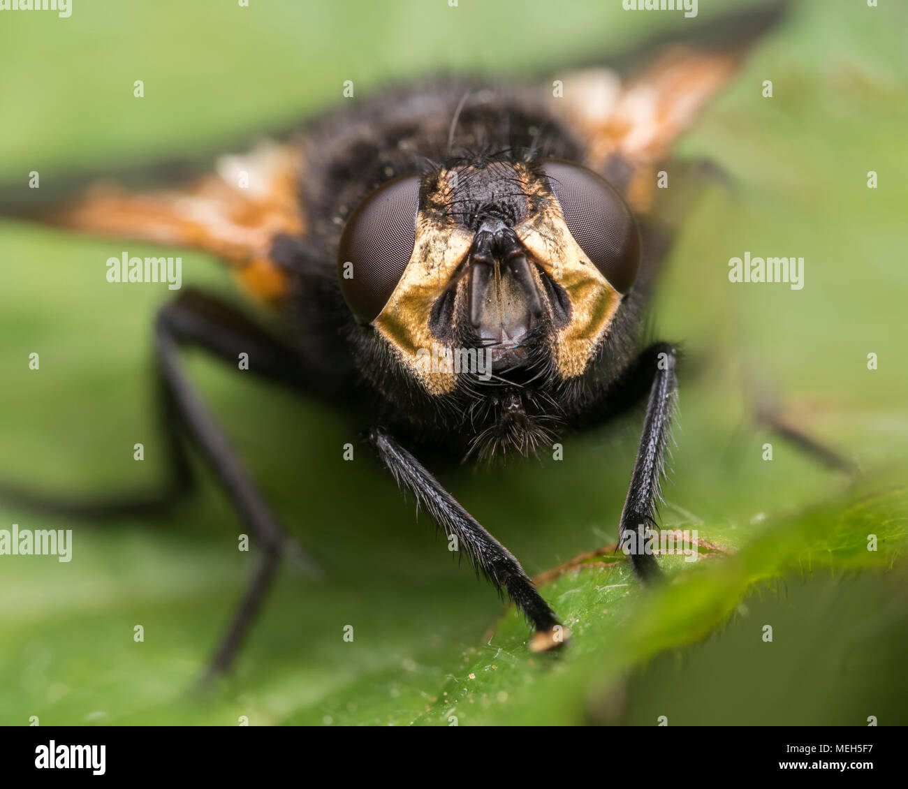 Noon Fly (Mesembrina meridiana) perched on a leaf. Frontal view of the face. Tipperary, Ireland Stock Photo