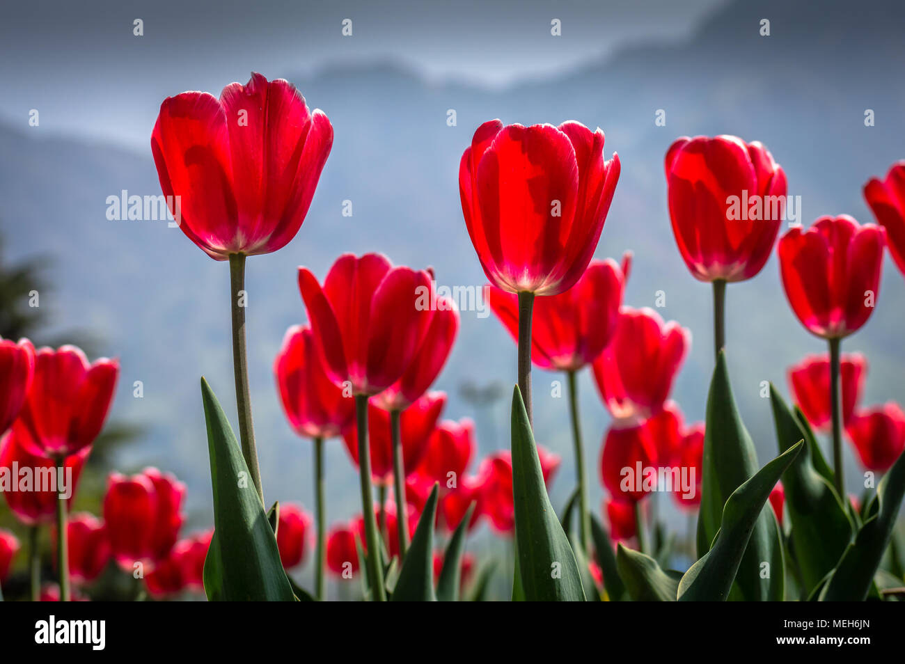 Flowers of the kashmir valley hires stock photography and images Alamy