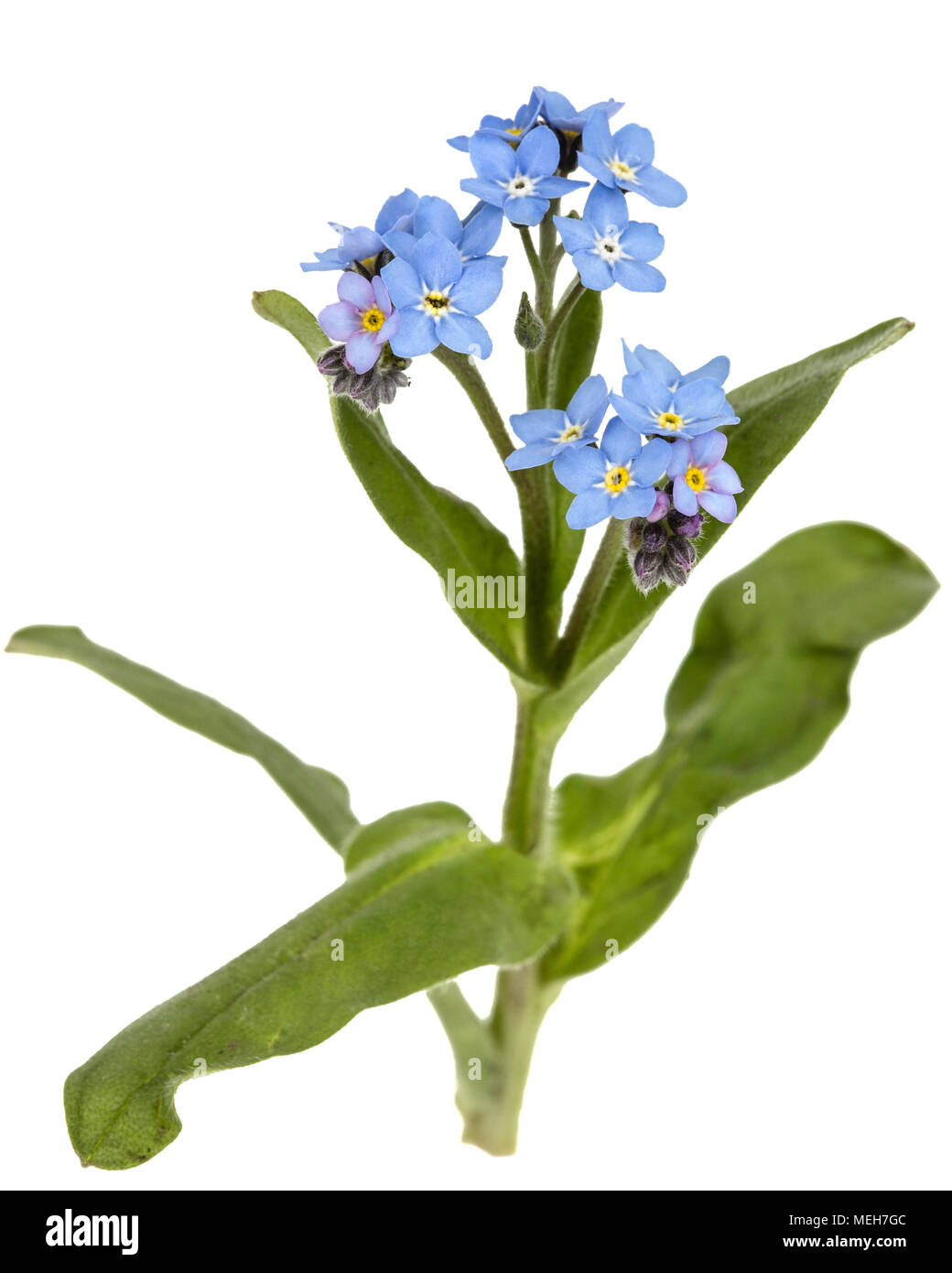 Light blue flowers of (Myosotis arvensis), isolated on