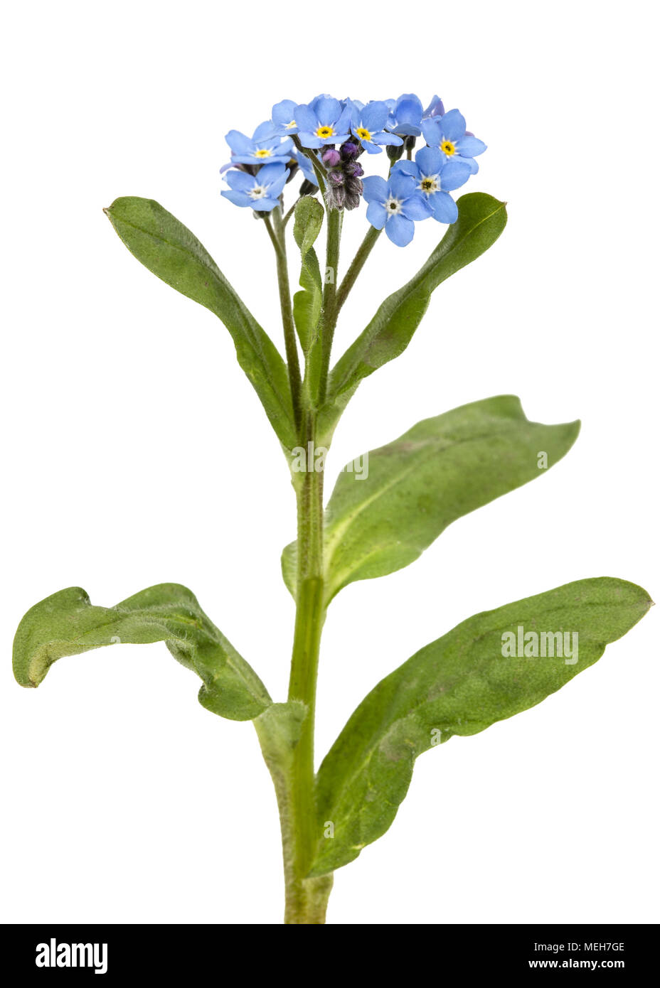 Light blue flowers of (Myosotis arvensis), isolated on