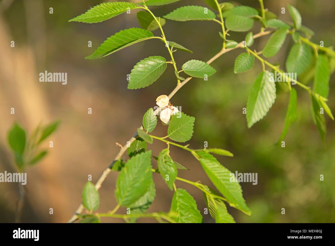 Newly leafed branchlets on a tree in Beijing, China Stock Photo