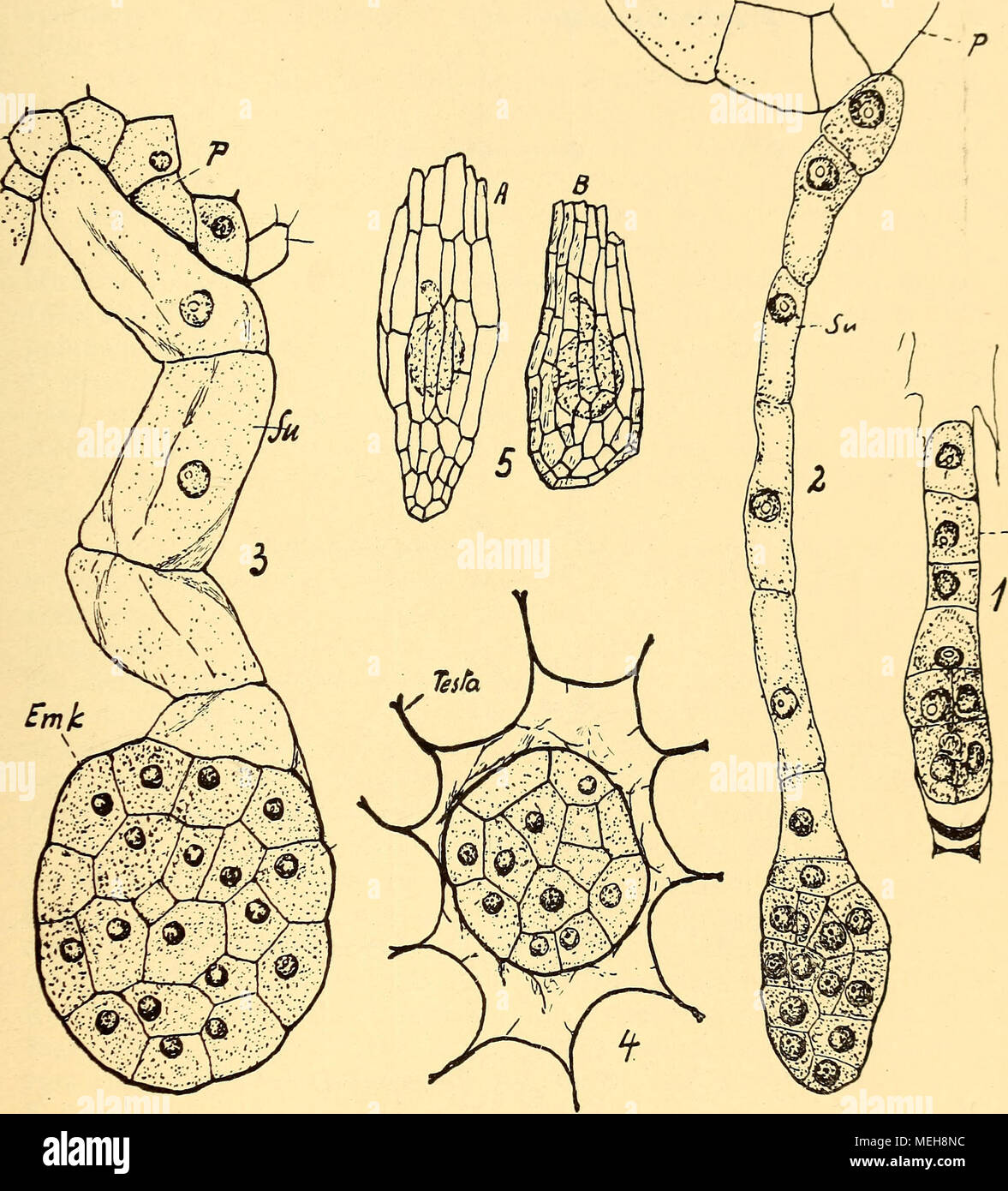 Die Entwicklung der generativen Organe von Himanto glossum hircinum Spr Fig