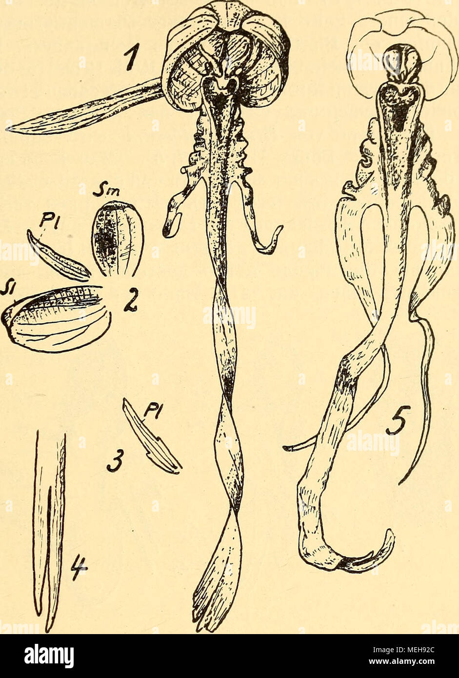 . Die Entwicklung der generativen Organe von Himanto-glossum hircinum Spr.  . Fig. l,i) 1) Blüte von vorn; var. genuina. 2) Helmblätter von innen, ausgebreitet; var. genuina. 3) Laterales Petalum einer Annäherungsform zu var. Hohenzolleriana. 4) Ende der Lippenzunge der var. bifida. 1—6 Vergr. 2 : 1. 5) Labellum der var. Thuringiaca. l) Angewandte Abkürzungen: Ax = fertiles Staubgefäß. A2 u. A3 = Staminodien. Arch = Archesporegewebe, ant = Antipoden. Blib = Blüten- becher. Blth — Blütenhöcker. Blthi = Blütenknospe. Bn = Beutelchen. Cau = Caudicula. Ck = Scharnier. Co = Connectiv. D = Deckblatt Stock Photo