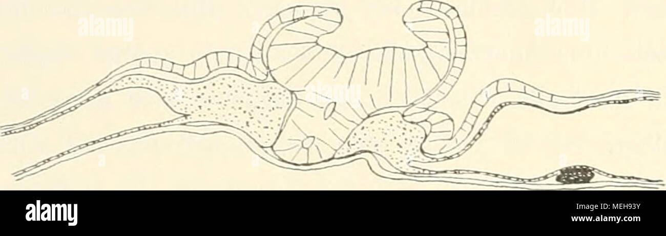 . Die Entwickelungsgeschichte der Kreuzotter (Pelias berus Merr.) . 2. dass Ganglumina in der dieser Einsenkung benachbarten Chordaanlage entstanden, welche sich dann später in dem Spalt nach oben mit dem Innern des Medullarrohres, nach unten mit dem des Schwanzdarms in Verbindung setzten. In den Serien (vgl. Texttig. 49 und 50) findet man, dass im Bereich des Primitivstreifs, vor dem eigentlichen Primitivhöcker, die Chorda- anlage besonders hoch wird, einen ausgesprochen epithelialen Charakter annimmt und breit mit dem Medullarepithel in Verbindung bleibt. Schon in den früheren Stadien der Te Stock Photo