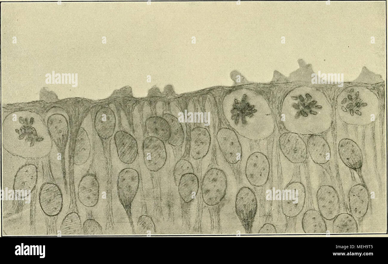 . Die Entwickelung des menschlichen Gehirns : während der ersten Monate : Untersuchungsergebnisse . Fig. 9. Aus demselben Präparat, photographiert mit Apochromat Zeiß 2 mm und nachträglich, da das Photogramm zu blaß war, überzeichnet. In den großen runden Keimzellen zeigen sich die frei hervortretenden Chromosomen ?,ls kurze gerundete Stäbchen. Die M. limitans  interna wird stellenweise von Plasmafortsätzen überragt. (Zu Seite 19.) 1) Im Aufsatz „Über das Prinzip der organbildenden Keimbezirke und die Ver- wandtschaft der Gewebe&quot; His, Archiv 1901, S. 330 ff. ^) A. ScHAPER, Die frühesten D Stock Photo