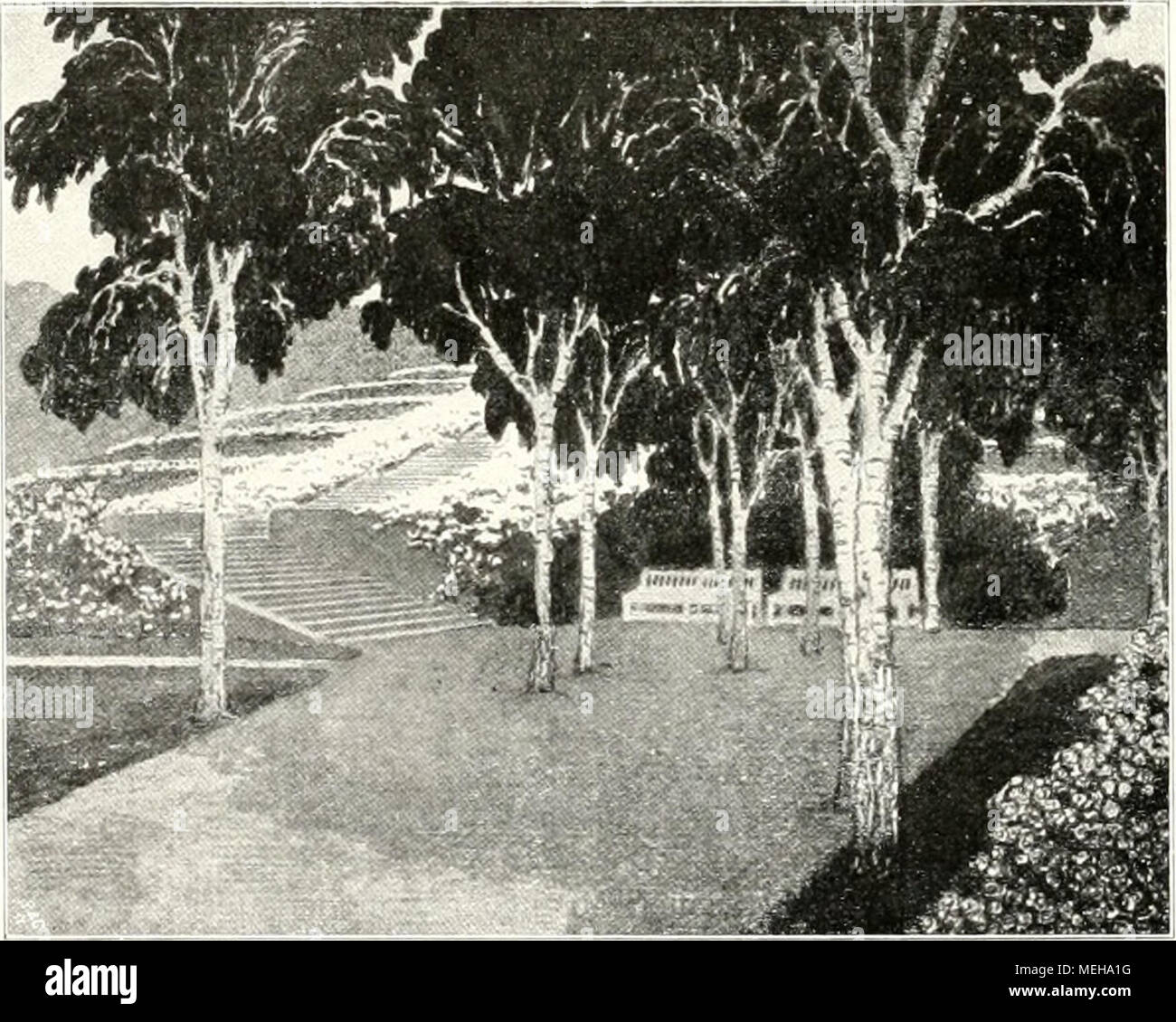 . Die Gartenkunst . Birkengruppe mit Bänken am recliten Treppenaufgang zum Hl ni-Ilii;. nach dem Entwürfe von Fr. Bauer. Der Rosenzwinger im Worniser Rosengarten, 'erfasser: J. P. Grol's- nian n, Garteningenieur, Di-esden. Ja, erwecket den sagen- haften Wormser Rosen- garten zu neuem Leben, lasset in seinem rosen- duftenden Gehege deut- schen Geist und deutsche Kraft sich messen in ritter- lichem Turniere! Lasset entstehen ein Farbenwun- der, wie es sich die Phanta- sie des deutschen Volkes im grauen Mittelalter in schweren Zeiten ertiäumte.' Gebet auch in unseren nüchteren und grauen Tagen d Stock Photo