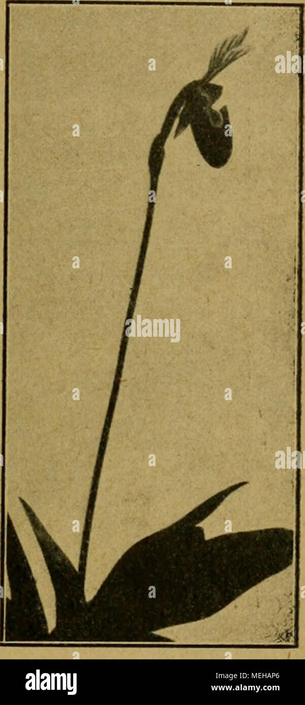 . Die Entfaltungsbewegungen der Pflanzen und deren teleologische Deutung. Ergänzungsband zur &quot;Organographie der Pflanzen&quot; . Fig. 159. Papbiopedilum callosum. Infloreszenz kurz vor der Öffnung der Blutenknospe (verkl.). Fig. 160. Paphiopedilum callosum. Infloreszenz mit entfalteter Blüte (stärker verkl. als Fig. 161). ja eine passive Bewegung, sondern um eine aktive. An dieser Bewegung sind aber der Reihe nach verschiedene Teile der Infloreszenz und der Blüte beteiligt. Bei einblütigen Infloreszenzen führt zunächst die Infloreszenzachse eine Krümmung aus, bei der die eine Seite konvex Stock Photo