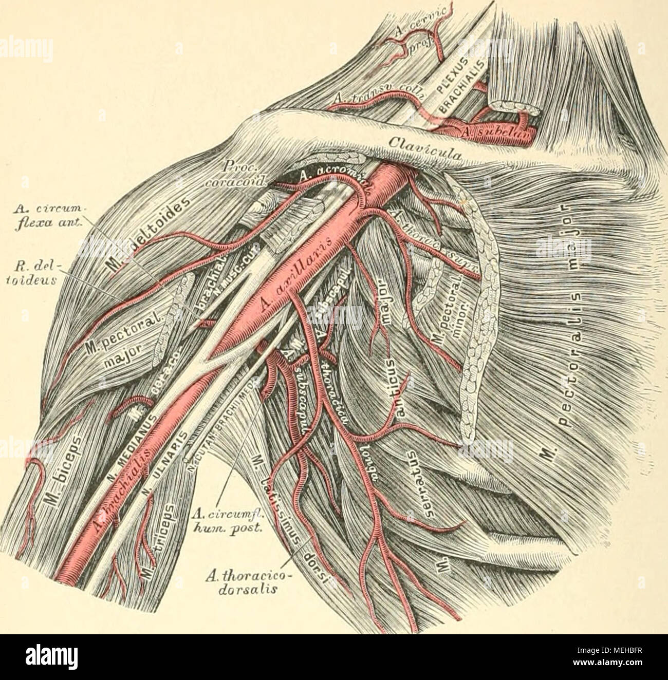 . Die descriptive und topographische Anatomie des Menschen . 713