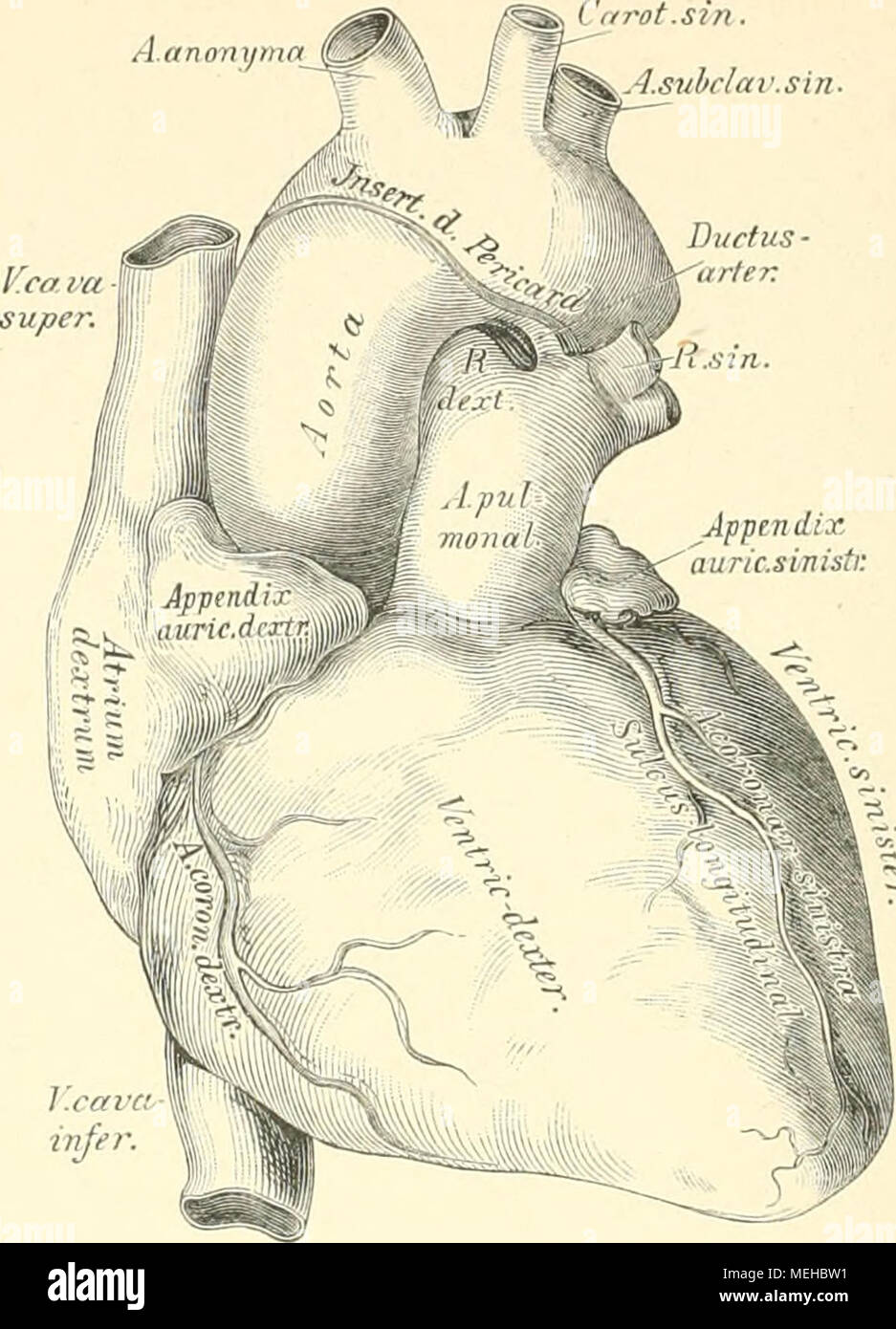 . Die descriptive und topographische Anatomie des Menschen . 0&lt;S4. Das Herz und die grossen Gefässe. Ansicht von vorne in V; natürlicher Grösse. Das Herz, Cor, ist ein hohler, kegelförmiger Muskel, welcher in der Brusthöhle links von der Mittellinie, zwischen den eoneaven Flächen der Lungen liegt. Das Herz besitzt eine obere Basis und eine nach links und unten gekehrte Spitze, Apex; eine vordere convexe und eine hintere jjlatte Fläche und zwei Seiterfränder. Etwas nach links von der Mitte der vorderen Fläche verläuft der Sulcus longitudinalis, welcher sich rechts von der Spitze an die hinte Stock Photo