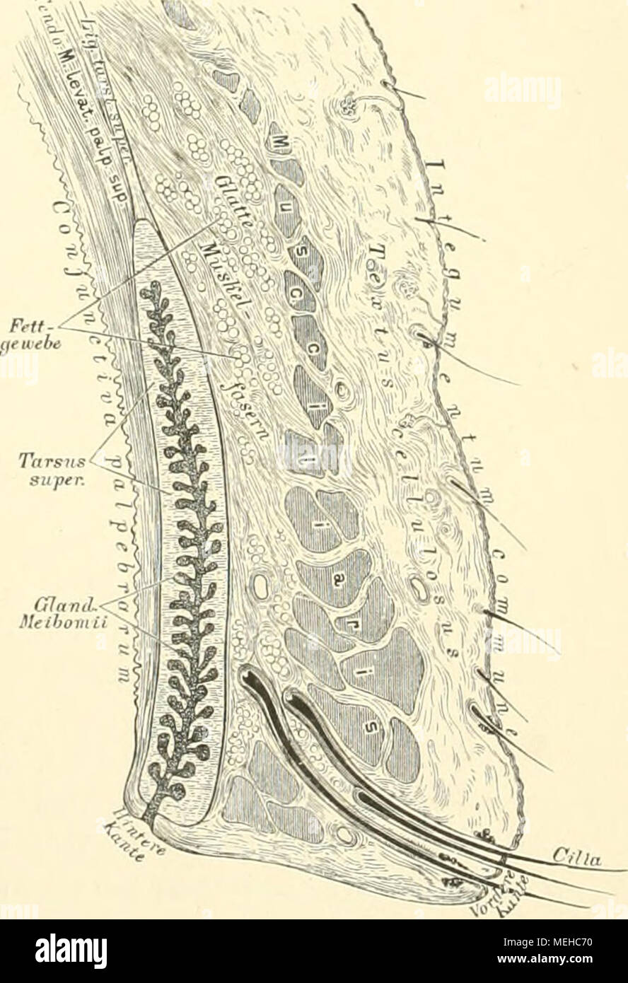 Die Descriptive Und Topographische Anatomie Des Menschen 631