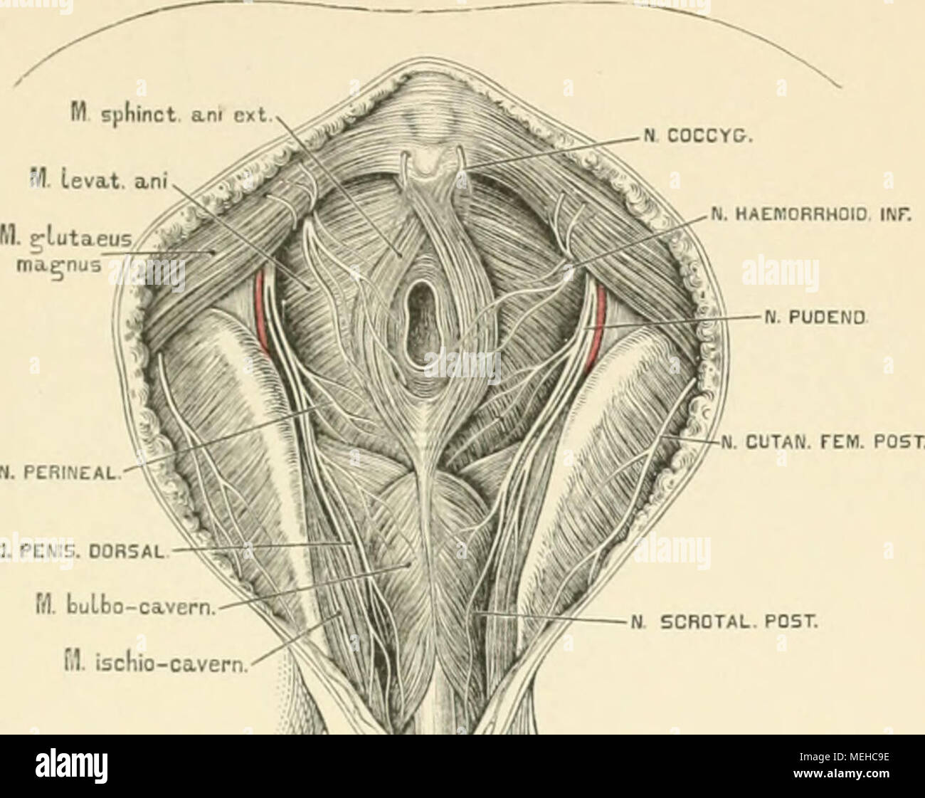 . Die descriptive und topographische Anatomie des Menschen . H. PERINEAL ;i. pch:s. oors M. Mbo-cavera--^j|MMH f.1. ischio-caverr V I H 1. / N SCROTAl. POST. Stock Photo